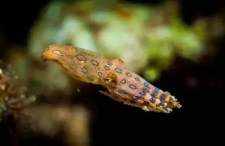 你分得清章鱼吗？凭什么说，“如果人类灭绝，章鱼将会统治地球”（章鱼会进化吗）