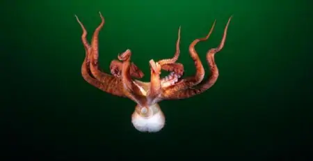 你分得清章鱼吗？凭什么说，“如果人类灭绝，章鱼将会统治地球”（章鱼会进化吗）