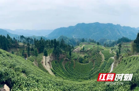 湘西：让茶叶有“黄金品质” 打造“黄金口碑”-湘西名茶