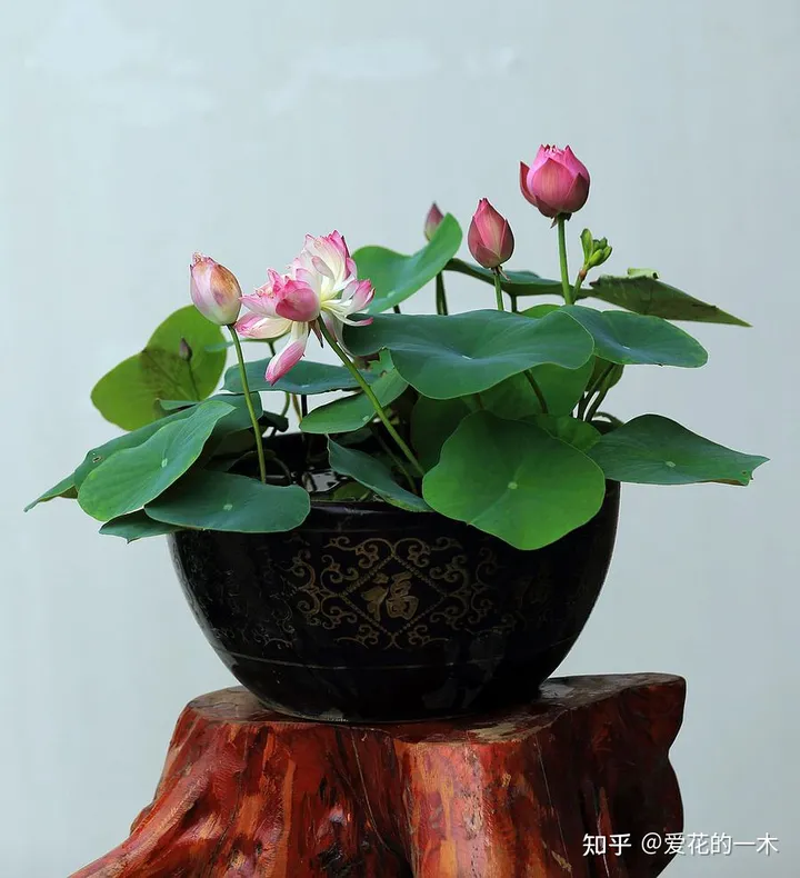 5种“高贵花”，文人墨客都爱养，家里摆一盆，提高生活品位-高贵是什么花的花语图片和名字