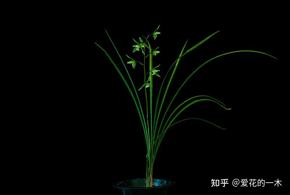 5种“高贵花”，文人墨客都爱养，家里摆一盆，提高生活品位-高贵是什么花的花语图片和名字