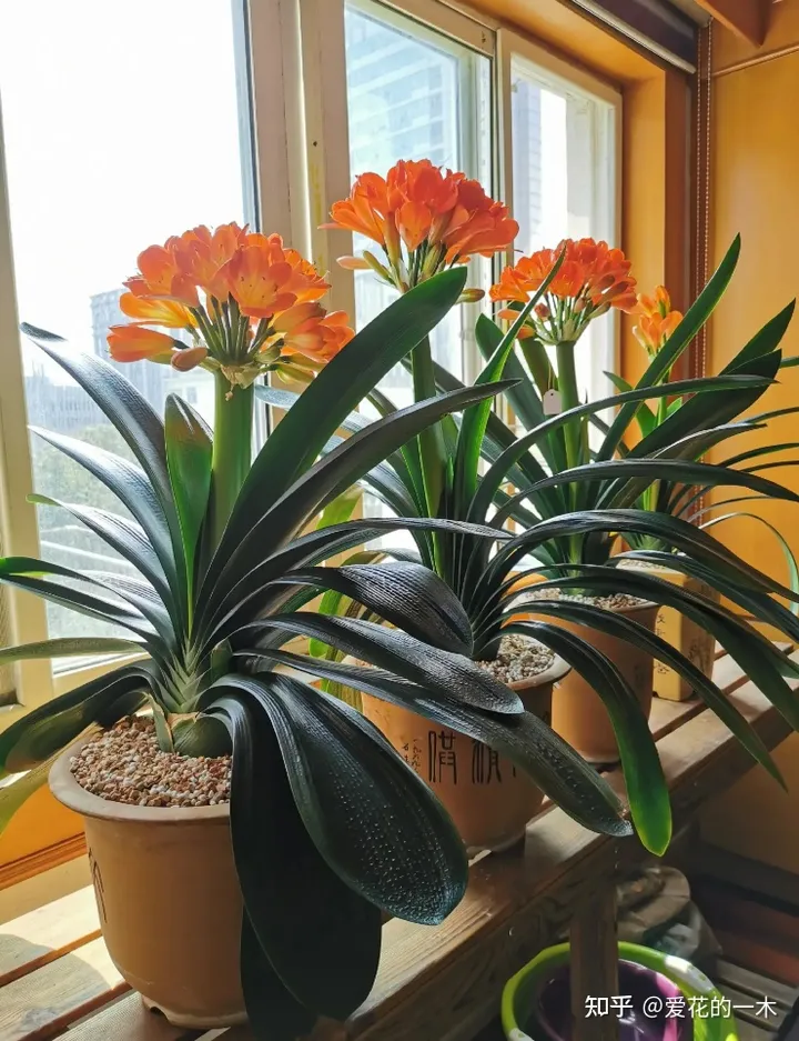 5种“高贵花”，文人墨客都爱养，家里摆一盆，提高生活品位-高贵是什么花的花语图片和名字