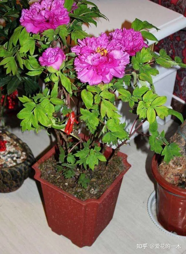 5种“高贵花”，文人墨客都爱养，家里摆一盆，提高生活品位-高贵是什么花的花语图片和名字