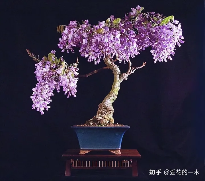 5种“高贵花”，文人墨客都爱养，家里摆一盆，提高生活品位-高贵是什么花的花语图片和名字