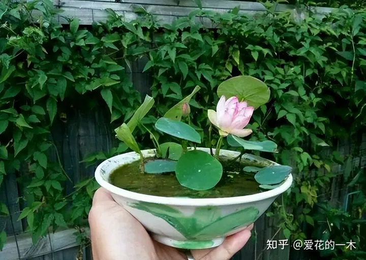 5种“高贵花”，文人墨客都爱养，家里摆一盆，提高生活品位-高贵是什么花的花语图片和名字