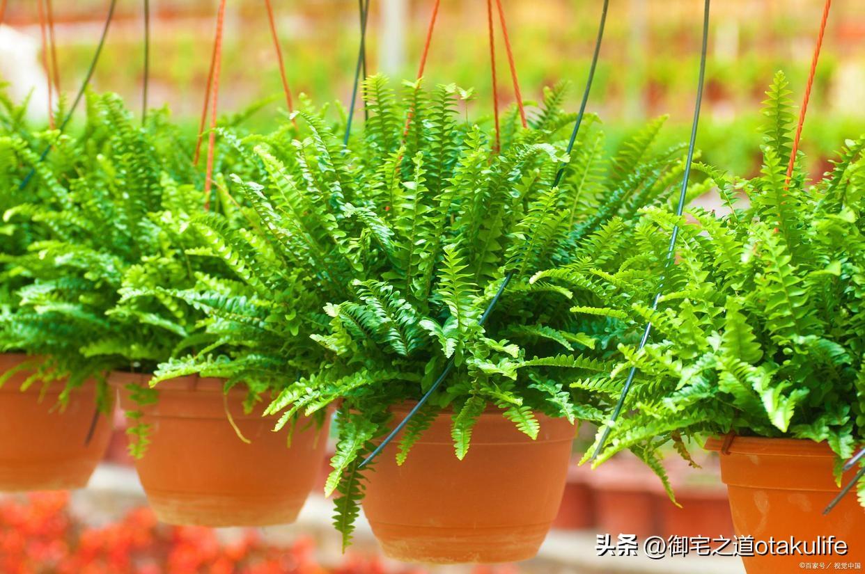 十大盆栽名贵花卉-名贵花卉盆景