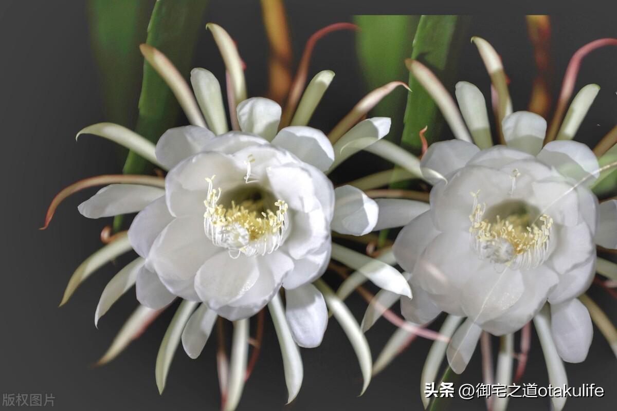 十大盆栽名贵花卉-名贵花卉盆景