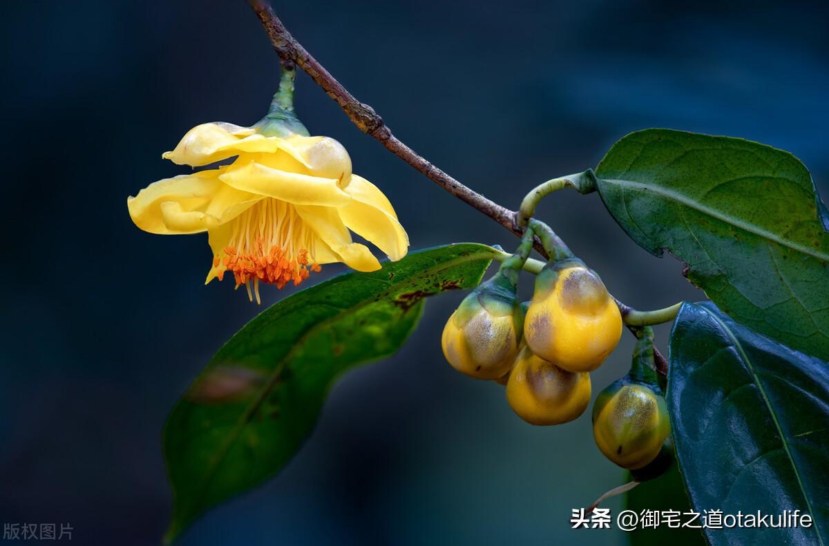 十大盆栽名贵花卉-名贵花卉盆景