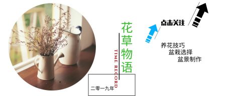 看够了绿色盆栽？推荐这5种盆栽植物，颜色特别，好看又浪漫-绿色盆景图片