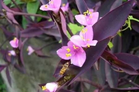 看够了绿色盆栽？推荐这5种盆栽植物，颜色特别，好看又浪漫-绿色盆景图片