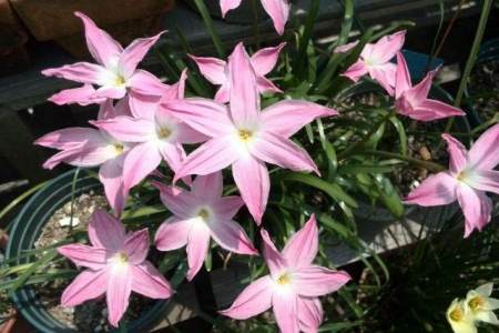 看够了绿色盆栽？推荐这5种盆栽植物，颜色特别，好看又浪漫-绿色盆景图片