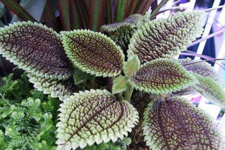 看够了绿色盆栽？推荐这5种盆栽植物，颜色特别，好看又浪漫-绿色盆景图片