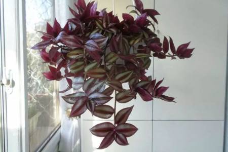 看够了绿色盆栽？推荐这5种盆栽植物，颜色特别，好看又浪漫-绿色盆景图片