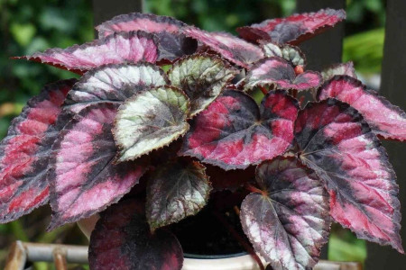 看够了绿色盆栽？推荐这5种盆栽植物，颜色特别，好看又浪漫-绿色盆景图片