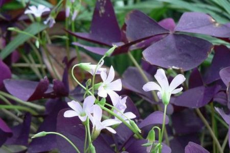 看够了绿色盆栽？推荐这5种盆栽植物，颜色特别，好看又浪漫-绿色盆景图片