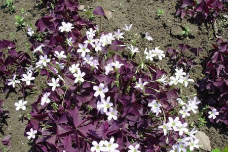 看够了绿色盆栽？推荐这5种盆栽植物，颜色特别，好看又浪漫-绿色盆景图片