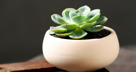 新手养护绿植，该选择哪一个品种，这类型盆栽值得养护，别错过-绿植什么品种好养