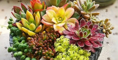 新手养护绿植，该选择哪一个品种，这类型盆栽值得养护，别错过-绿植什么品种好养