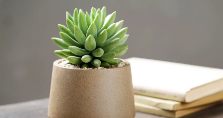 新手养护绿植，该选择哪一个品种，这类型盆栽值得养护，别错过-绿植什么品种好养