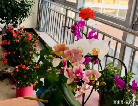 冬季太萧条，花草盆栽全一片枯黄？养这4款植物，秒迎“春天”-森林资源短缺的影响