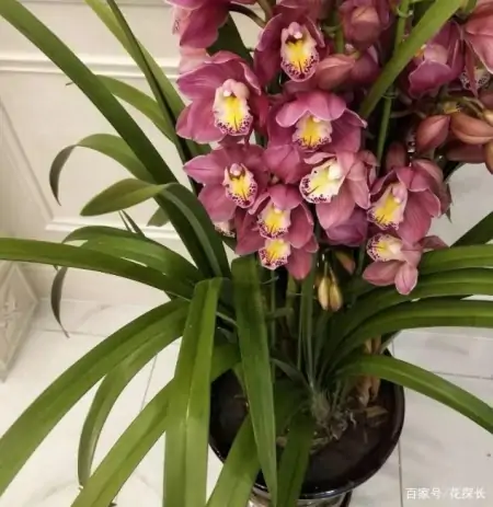 冬季太萧条，花草盆栽全一片枯黄？养这4款植物，秒迎“春天”-森林资源短缺的影响