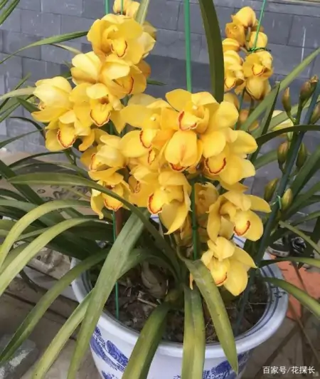 冬季太萧条，花草盆栽全一片枯黄？养这4款植物，秒迎“春天”-森林资源短缺的影响