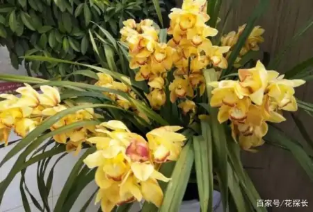 冬季太萧条，花草盆栽全一片枯黄？养这4款植物，秒迎“春天”-森林资源短缺的影响