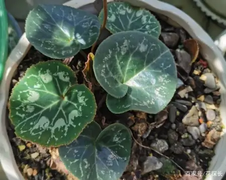 冬季太萧条，花草盆栽全一片枯黄？养这4款植物，秒迎“春天”-森林资源短缺的影响