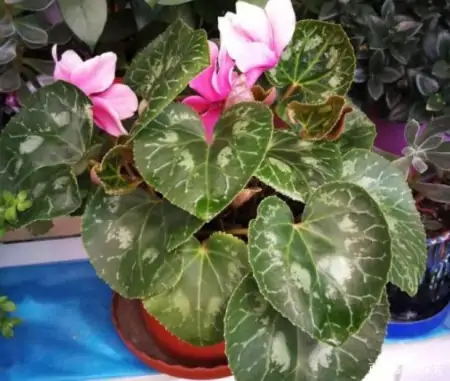 冬季太萧条，花草盆栽全一片枯黄？养这4款植物，秒迎“春天”-森林资源短缺的影响