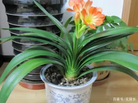 冬季太萧条，花草盆栽全一片枯黄？养这4款植物，秒迎“春天”-森林资源短缺的影响