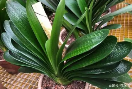 冬季太萧条，花草盆栽全一片枯黄？养这4款植物，秒迎“春天”-森林资源短缺的影响