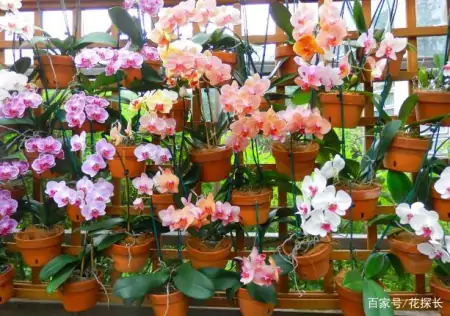 冬季太萧条，花草盆栽全一片枯黄？养这4款植物，秒迎“春天”-森林资源短缺的影响