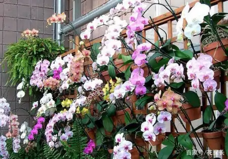 冬季太萧条，花草盆栽全一片枯黄？养这4款植物，秒迎“春天”-森林资源短缺的影响