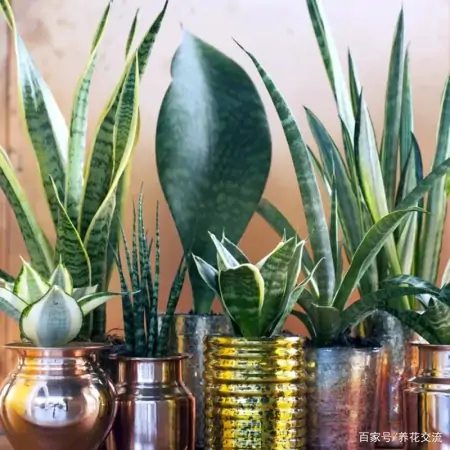 几种适合园艺初学者的室内盆栽绿植，在桌面上都可以养很好-园艺盆栽造型设计