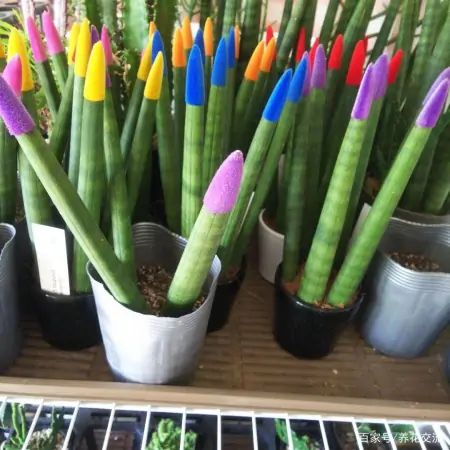 几种适合园艺初学者的室内盆栽绿植，在桌面上都可以养很好-园艺盆栽造型设计