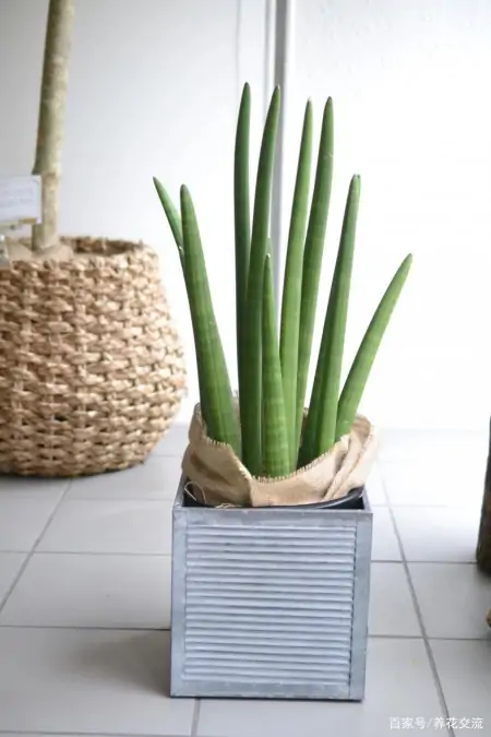 几种适合园艺初学者的室内盆栽绿植，在桌面上都可以养很好-园艺盆栽造型设计