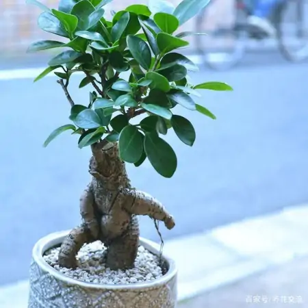 几种适合园艺初学者的室内盆栽绿植，在桌面上都可以养很好-园艺盆栽造型设计