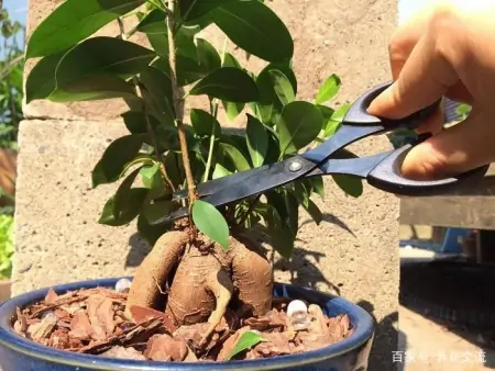 几种适合园艺初学者的室内盆栽绿植，在桌面上都可以养很好-园艺盆栽造型设计