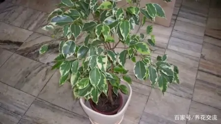 几种适合园艺初学者的室内盆栽绿植，在桌面上都可以养很好-园艺盆栽造型设计