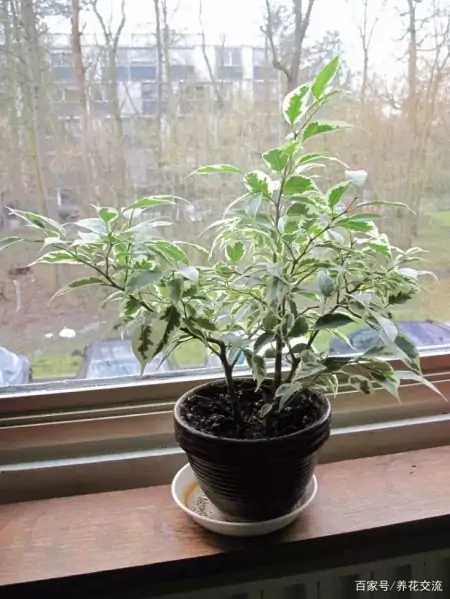 几种适合园艺初学者的室内盆栽绿植，在桌面上都可以养很好-园艺盆栽造型设计