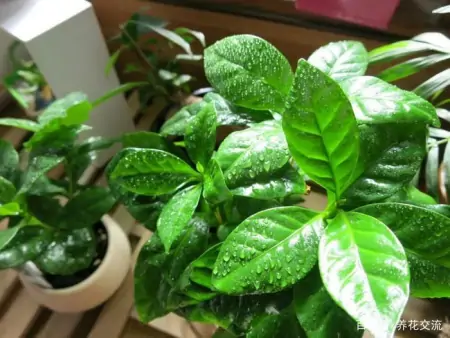 几种适合园艺初学者的室内盆栽绿植，在桌面上都可以养很好-园艺盆栽造型设计