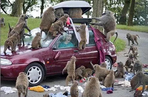 升学必看！领科、WLSA复旦等热门国际高中2020招生指南全解析（上海领科国际高中学费）