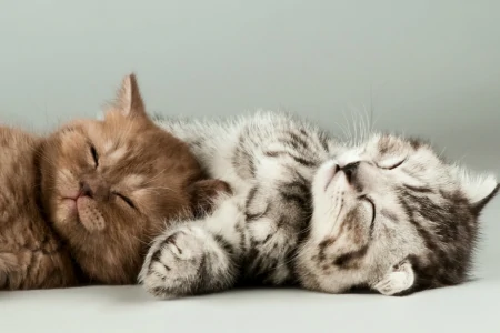 猫咪增肥需要哪些营养？宠物营养膏、猫奶粉、猫维生素B都安排上-猫咪增肥吃什么牌子的猫粮好一点