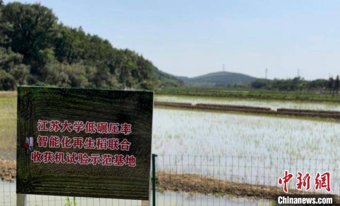 （聚焦中国高质量发展）江苏句容：生态之稻的致富之道-稻花香餐厅怎么样