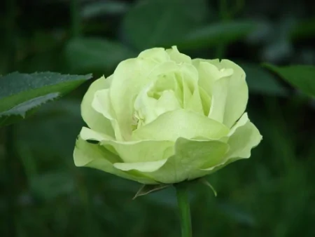 喜神到来，2022年4生肖，必有大喜之事，赚钱发财两不误-2021年喜神方位时间