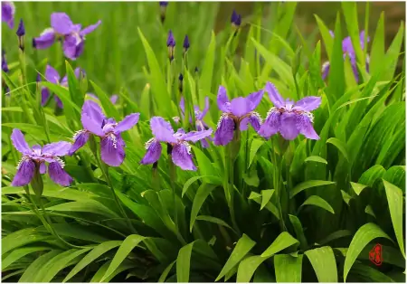 2月开始运势上佳，财运飙升，翻身做人上人的四大生肖-翻身做主的生肖