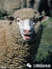 你买的衣服，是全毛的吗？（你买的每件衣服都是喜欢）