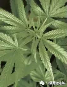 你买的衣服，是全毛的吗？（你买的每件衣服都是喜欢）