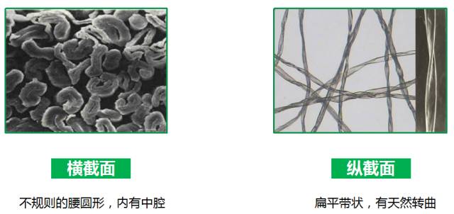 棉、麻、天丝、人棉的区别（天丝棉和棉麻哪个好）