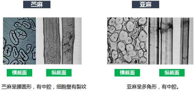 棉、麻、天丝、人棉的区别（天丝棉和棉麻哪个好）